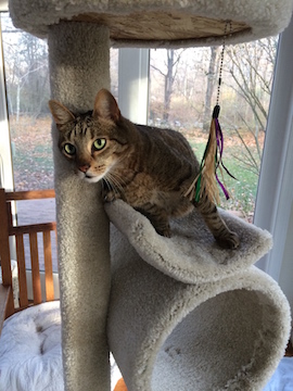 a cat whose back legs are paralyzed has pulled himself up to the top of a cat tree